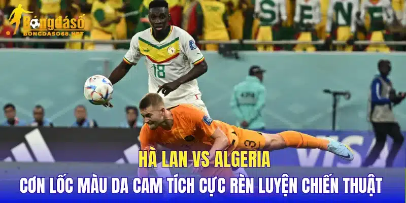 Hà Lan vs Algeria cơn lốc màu da cam tích cực rèn luyện chiến thuật 